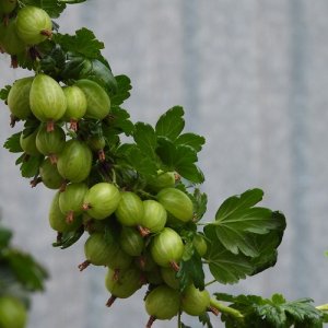 Egreš stromkový zelený (Grossularia uva-crispa) ´HINNONMAKI GREEN´ - stredne skorý, 60-90 cm; voľnokorenný